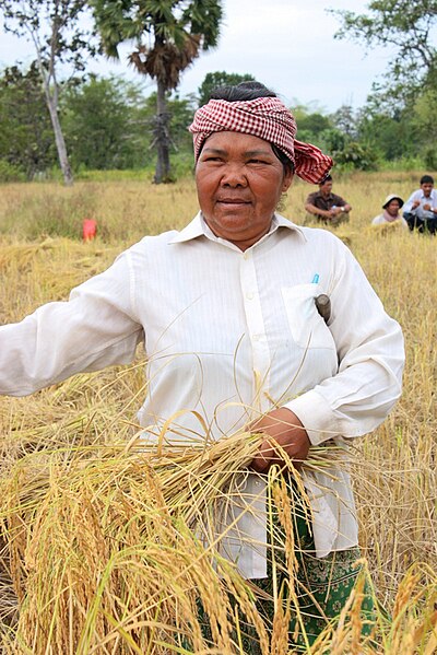 File:Rice farming, Cambodia (10717107274).jpg