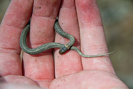 Ring-necked Snake (Diadophis punctatus) - Flickr - GregTheBusker.jpg