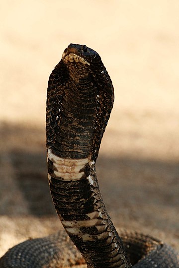 رينكهال