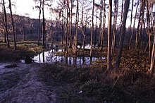 The River Styx Swamp near Cross Creek in Alachua County, Florida River Styx swamp.jpg