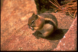 Rocky Mountain National Park ROMO2744.jpg