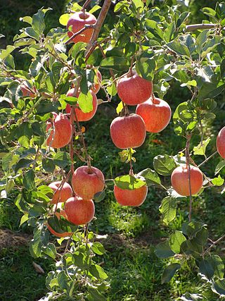 <span class="mw-page-title-main">Fuji (apple)</span> Apple cultivar