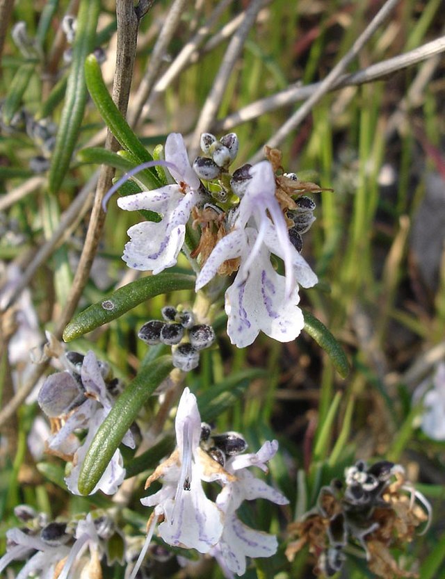 Rozemarijn (plant)