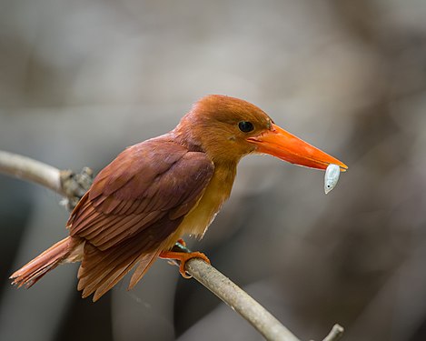 佛丕府敬咖贊國家公園一隻赤翡翠