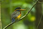 Thumbnail for Rufous-collared kingfisher