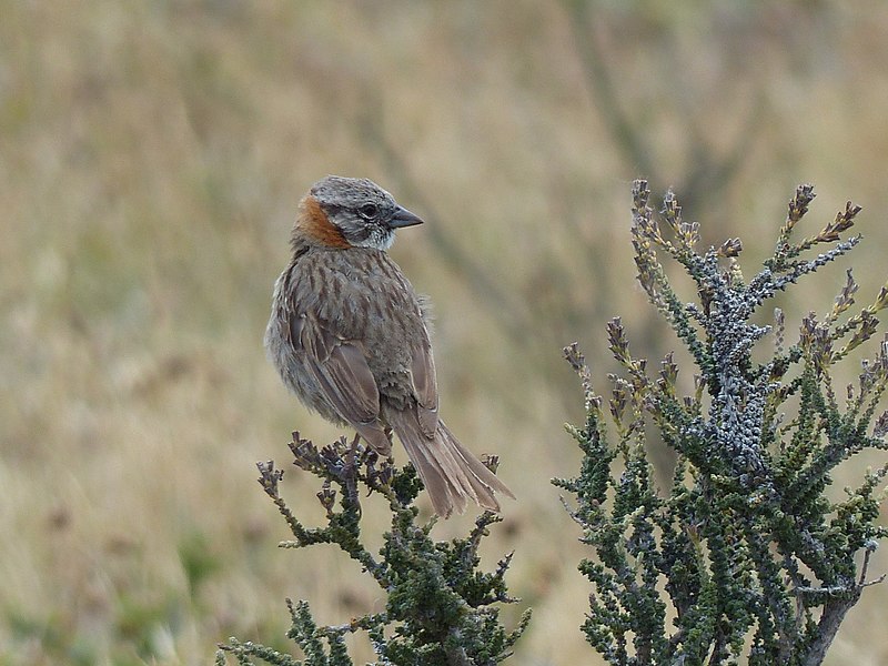 File:Rufous-collared Sparrow Torrres del Paine.jpg