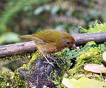 Rufous-naped Bellbird. Aleadryas rufinucha (48826745946).jpg