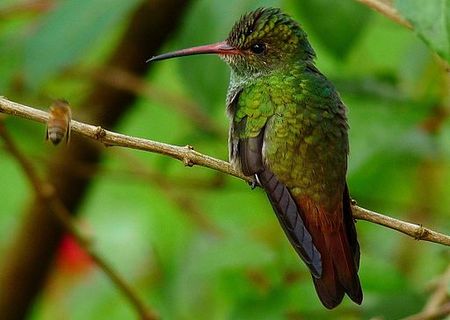 Tập_tin:Rufous-tailed_Hummingbird_(Amazilia_tzacatl)_3.jpg