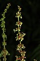 Rumex obtusifolius