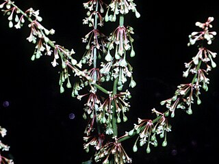 <i>Rumex verticillatus</i> Species of flowering plant