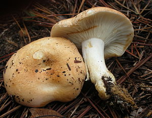 Russula compacta