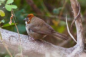 Rusty-crowned Ground-Sparrow (Melozone kieneri) (8079396250).jpg