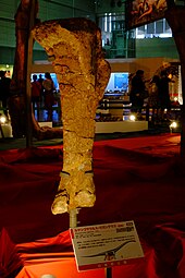 Tibia Ruyangosaurus tibia.jpg