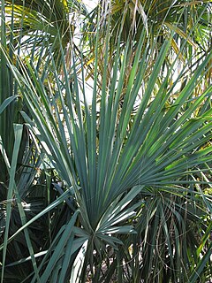 <i>Sabal mauritiiformis</i> Species of palm