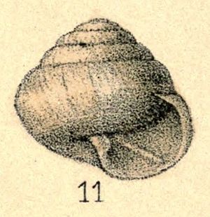 Sagda triptycha shell.jpg