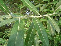 Salix atrocinerea