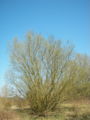 de: Salweide (Salix caprea), weibliche Kätzchen en: Goatwillow (Salix caprea), female catkins Ort: Erlensee bei Kirchhain, Hessen, Deutschland