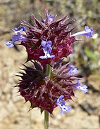 Salvia columbariae "Chia", California Chia "Desert Sage" Desert Chia