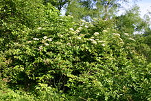 Sambucus canadensis habit 001.JPG