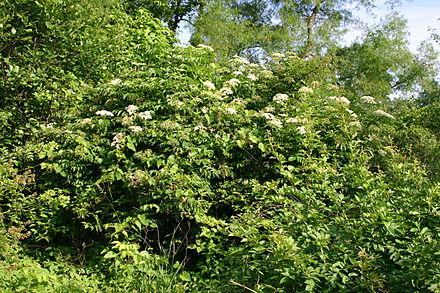 Дикорастущие кустарники. Sambucus caerulea. Sambucus caerulea Бузина. Sambucus canadensis. Лесной подлесок бузины.