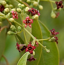 Flowers of Santalum album Santalum album (Chandan) in Hyderabad, AP W2 IMG 0023.jpg