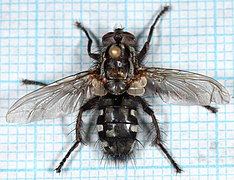 Sarcophagidae-o.jpg