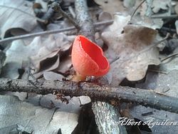 Sarcoscypha Coccinea