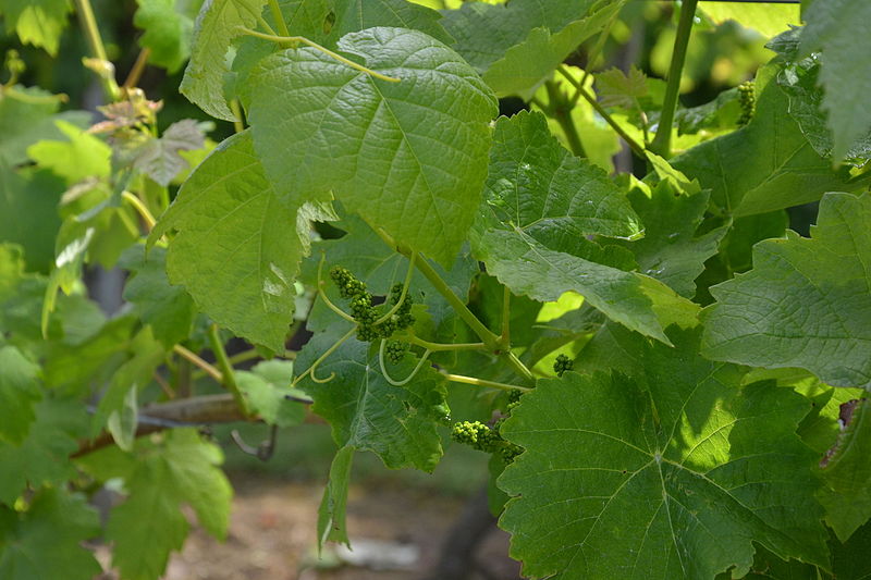 File:Sarragachies - Vignes MH Floraison.JPG