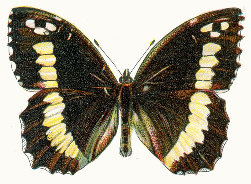 File:Satyrus circe Nemos.jpg