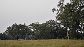 Floresta de savana no Parque Nacional do Alto Níger.jpg