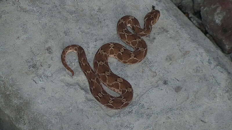 File:Saw-scaled Viper.jpg