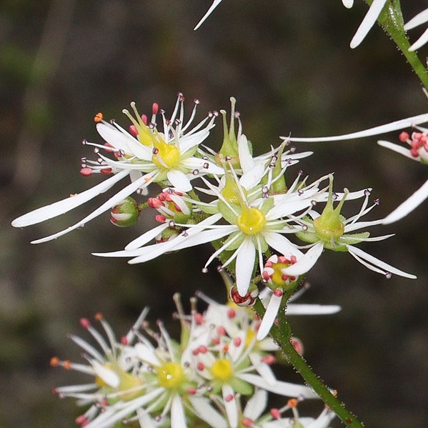 File:Saxifraga fortunei var. suwoensis (fruits).jpg