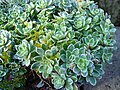 Saxifraga paniculata (Pyrenees)