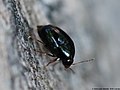 Scaphisoma agaricinum (Linnaeus, 1758)