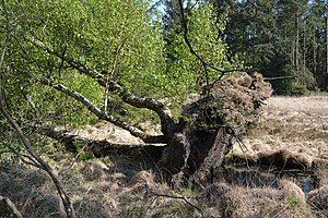 Schleswig-Holstein, Süderlügum, Naturschutzgebiet Süderberge bei Süderlügum NIK 2041.jpg