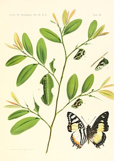 <i>Charaxes superbus</i> Species of butterfly