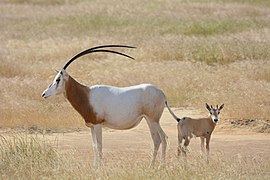 Oryx algazelle (femelle et juvénile) au Tchad.