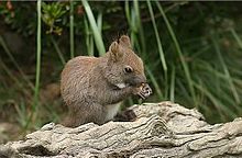 With a brown coat Sciurus vulgaris bearn 2001.jpg