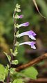 Scutellaria pekinensis