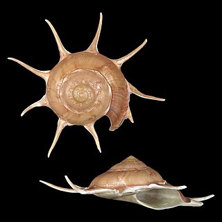 <i>Guildfordia superba</i> species of mollusc