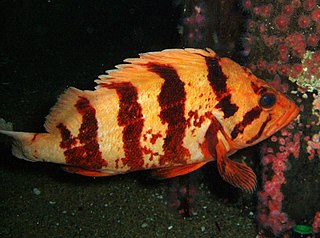 Tiger rockfish