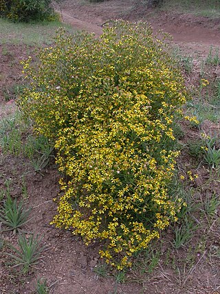 <i>Senecio invalidus</i> Species of flowering plant