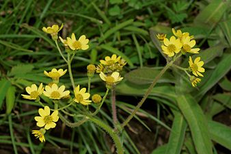 Nilgiri Senecio (Senecio neelgherryanus)