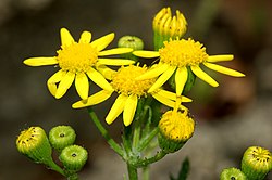 Senecio viscosus fg01. 
 JPG