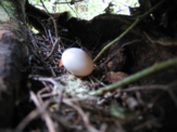 Seram-mountain-pigeon-egg.png