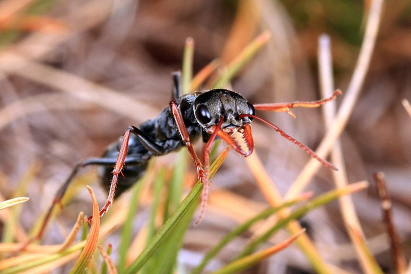 File:Shattuck 36018-1, ANIC32-042178, Myrmecia, near Bungendore, NSW (3821202723) (2).jpg