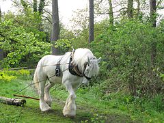 I en skog trekker en grå hest en kuttet stamme.