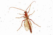 Pendek-ekor Tawon Ichneumon - Ofion, Woodbridge, Virginia - 8659484537.jpg