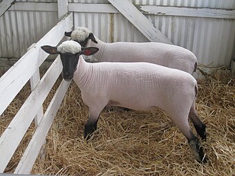 Shropshire Clark County fair.JPG