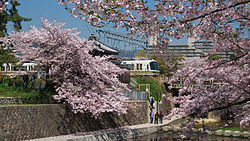 Shukugawa Park in spring